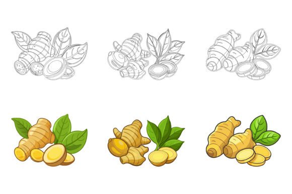 Ginger Roots Illustration: The Ai EPS Design Collection