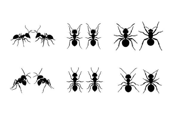 The Remarkable Organization of Ant Colonies and Its Influence on Digital Design